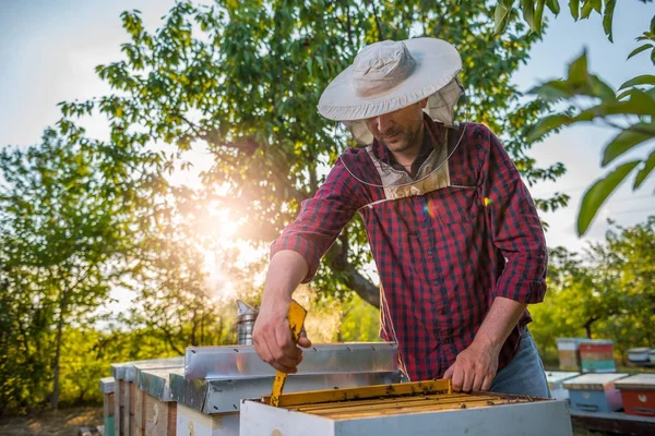 Apicultor con panal revisando abejas — Foto de Stock