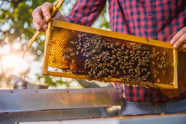 Biodlaren kontroll honungsbin — Stockfoto