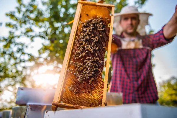 Apicultor revisando abejas melíferas — Foto de Stock