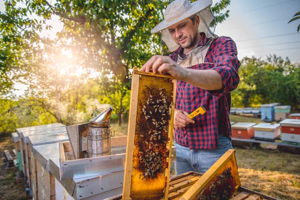 Imker überprüfen Bienenstöcke — Stockfoto