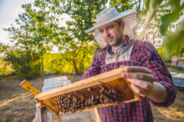 Μελισσοκόμος ελέγχοντας τις μέλισσες — Φωτογραφία Αρχείου