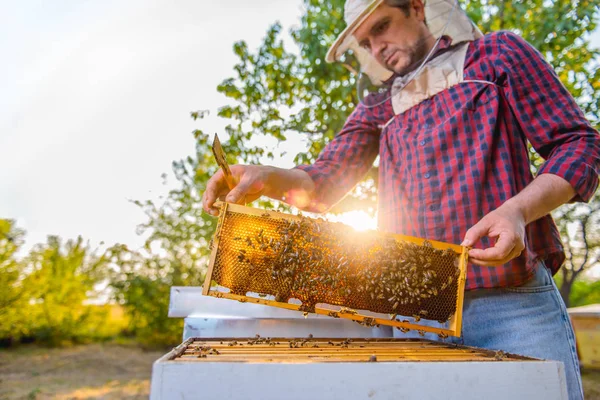 Arılar kontrol arıcı 