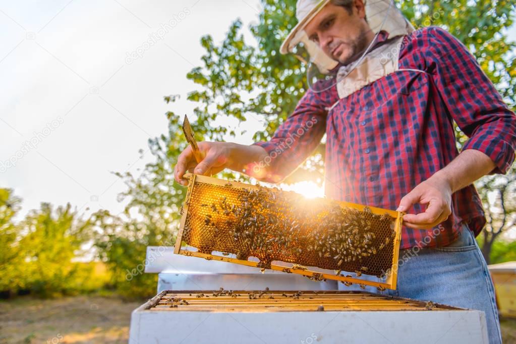 Beekeeper checking bees 