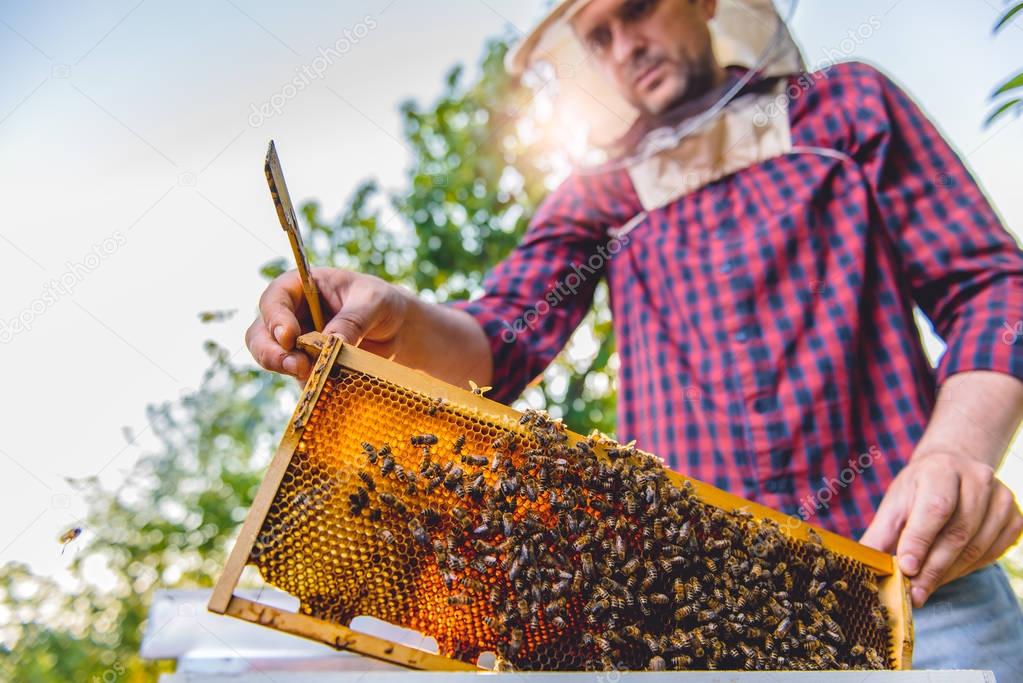 Beekeeper checking honey