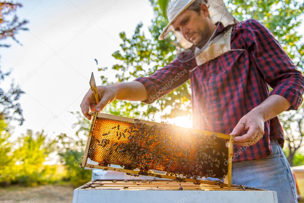 Beekeeper checking honey