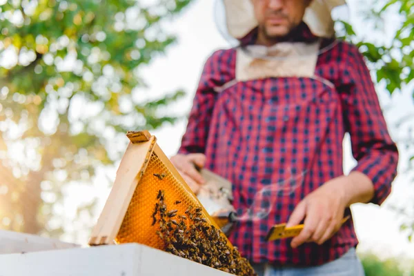 Apicultor verificando mel — Fotografia de Stock