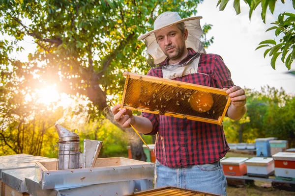 Τον έλεγχο του μελιού μελισσοκόμος — Φωτογραφία Αρχείου