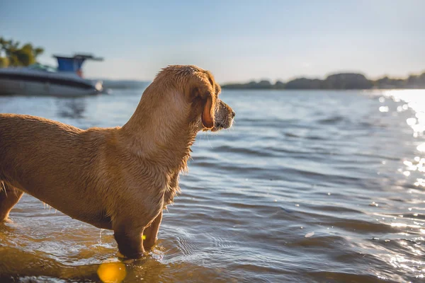 Small yellow dog — Stock Photo, Image