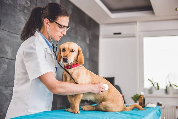 Veterinário check-up cão — Fotografia de Stock