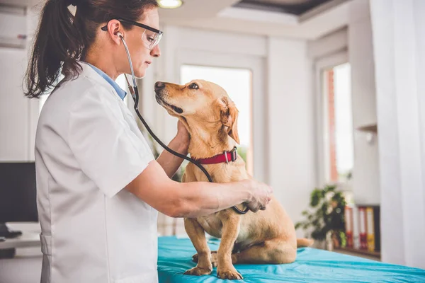 Veterinário verificando o cão — Fotografia de Stock