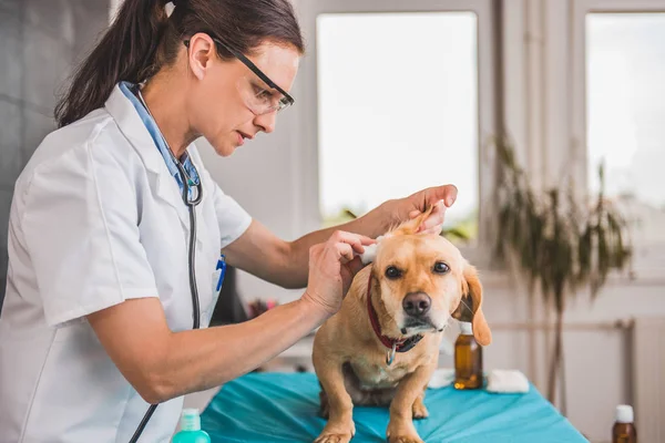 Veterinário limpeza orelhas de cão — Fotografia de Stock