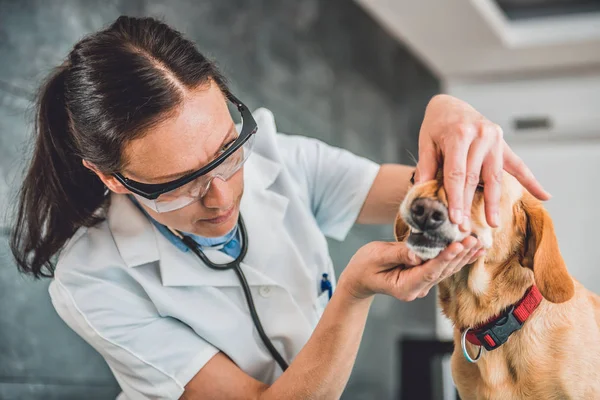 Veterinarian examining dog tooth — Stock Photo, Image