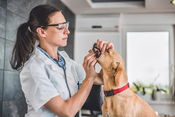 Veterinário examinando dente de cão — Fotografia de Stock