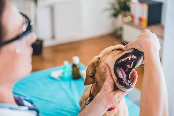 Veteriner muayene köpek diş