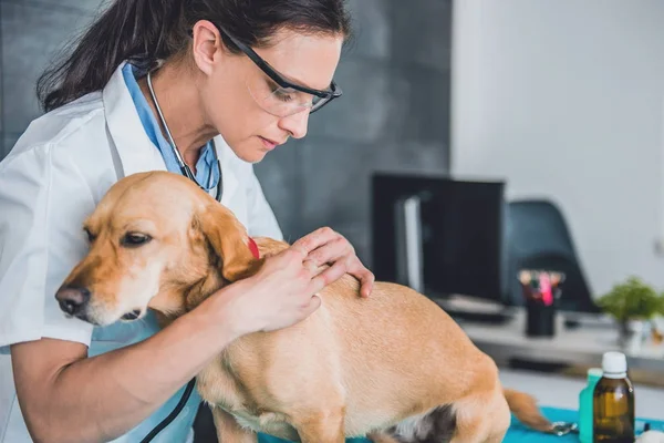 Veterinário pegar carrapato na pele do cão — Fotografia de Stock