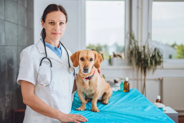 Veterinário e cão posando na clínica — Fotografia de Stock