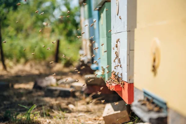 Abejas volando a las tablas de aterrizaje — Foto de Stock