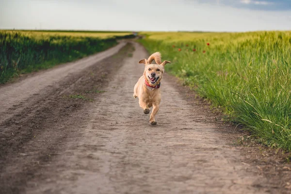Small yellow dog running — Stock Photo, Image