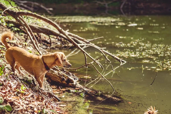 Câine Umed Picioare Lângă Lac Uitându Distanță — Fotografie, imagine de stoc