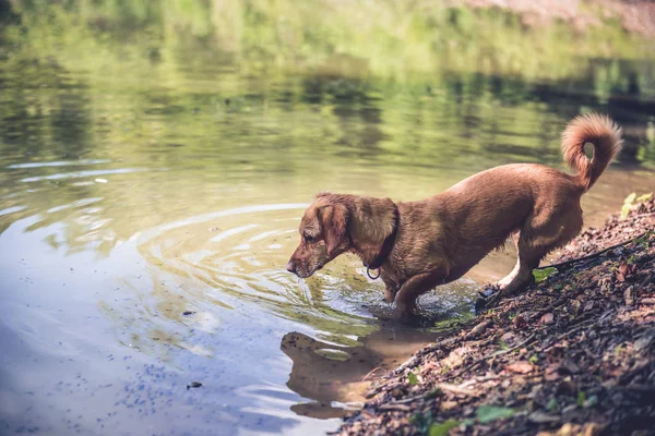 Câine umed în picioare în lac — Fotografie, imagine de stoc