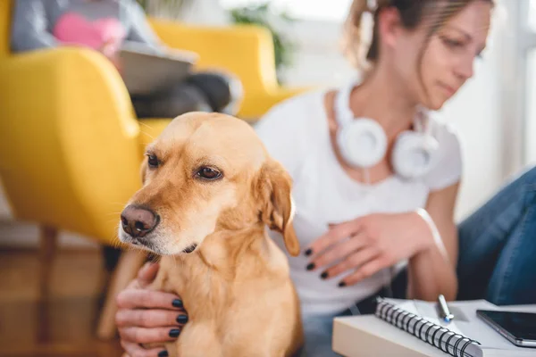 Kis Sárga Kutya Földön Aki Petting Neki Otthon — Stock Fotó