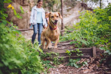 Küçük sarı köpek arka planda yürüyen bir kadın ile bir orman izinde