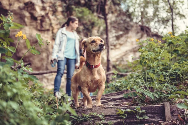 Perro Amarillo Pequeño Sendero Forestal Con Una Mujer Caminando Fondo —  Fotos de Stock