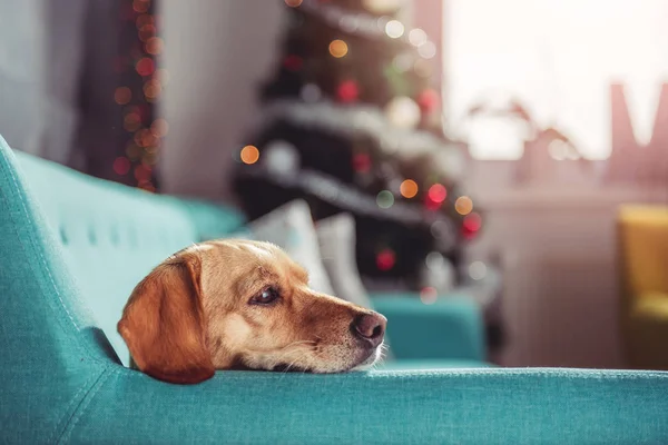 Small yellow dog laying on a blue sofa in front of christmas tree