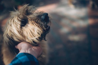 Adam köpekleri arka bahçe