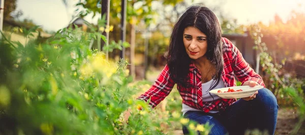 Mujer Vestida Con Camisa Roja Pagada Recogiendo Tomates Cherry Frescos — Foto de Stock