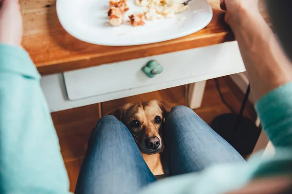 Kutya Élelmiszer Vár Asztal Alá — Stock Fotó