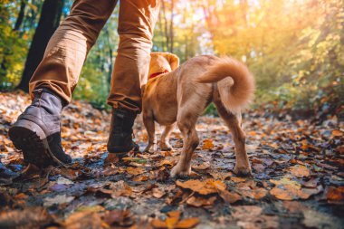 Adam köpek ile sonbahar renkli ormandaki hiking
