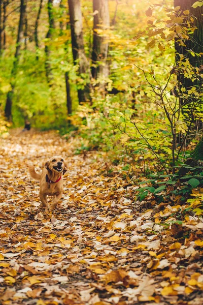 Mały Pies Żółty Działa Kolorowe Jesienne Leśną — Zdjęcie stockowe