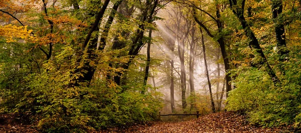 Morgennebel Wald Und Sonnenstrahlen — Stockfoto