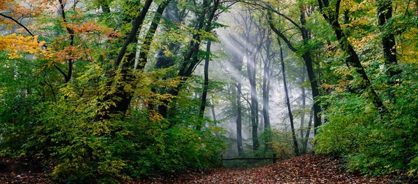 Morgennebel Wald Und Sonnenstrahlen — Stockfoto