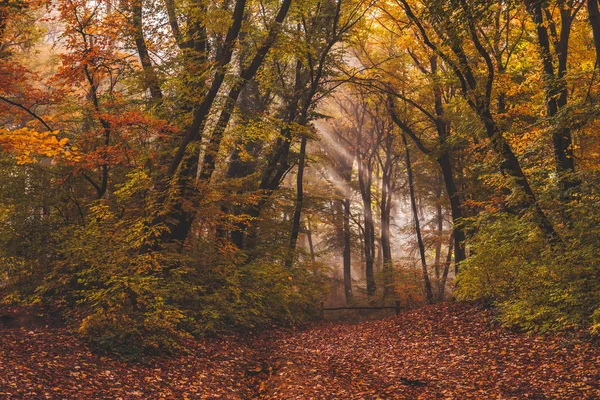 Morning fog in the forest and sun beams