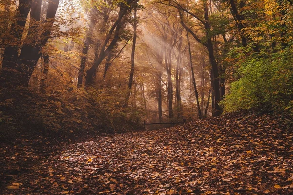 Morgennebel Wald Und Sonnenstrahlen — Stockfoto