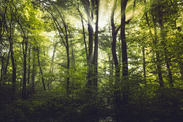 Morgennebel Wald Und Sonnenstrahlen — Stockfoto