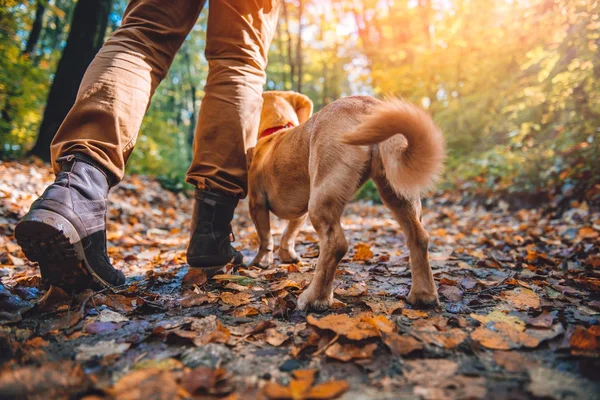 Bărbat Drumeții Toamnă Pădure Colorată Câine — Fotografie, imagine de stoc