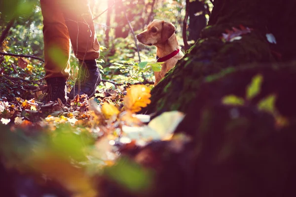 Man Hiking Autumn Colorful Forest Dog — Stock Photo, Image