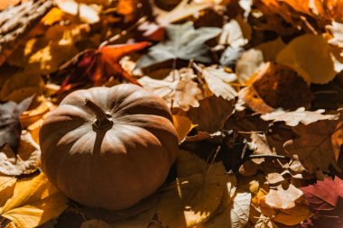 Kabak sonbaharda döşeme bırakır