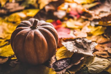 Kabak sonbaharda döşeme bırakır