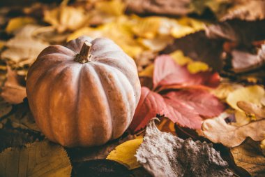 Kabak sonbaharda döşeme bırakır