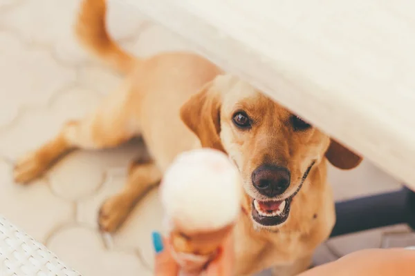 Perro Sentado Debajo Mesa Mirando Helado —  Fotos de Stock