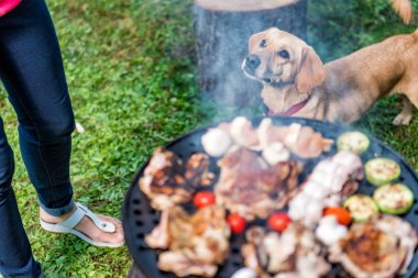 Köpek ayakta Barbekü yakın ve sahibine ararken