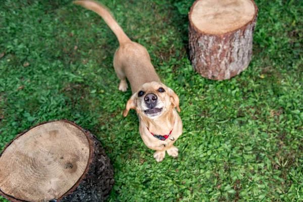 Dog on lawn standing between two log looking at camera
