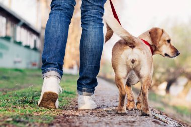 Kadın ve onun köpek yürüyüş oturanlarla