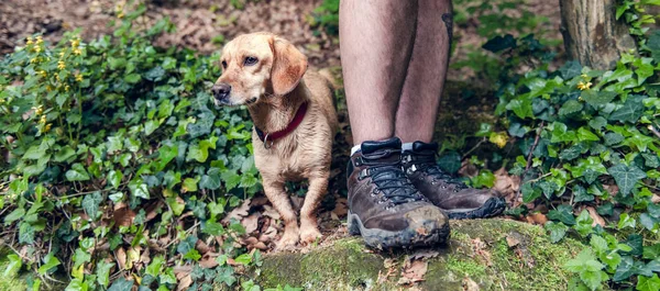 Small yellow dog and his owner standing on the rock covered with moss in the woods.