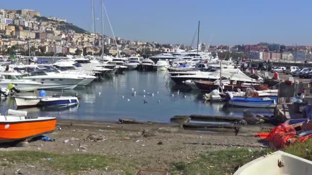 Neapol Port Mergellina Szybkim Mewy — Wideo stockowe