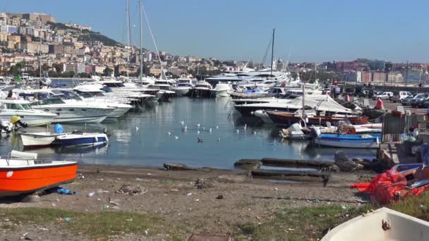 Neapol Plaża Mergellina Seagulls Szuka Jedzenia Brak Dźwięku — Wideo stockowe